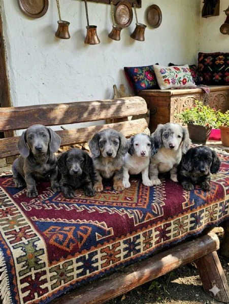 cuccioli di bassotto a pelo lungo in vendita | Foto 2