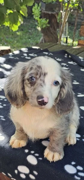 cuccioli di bassotto a pelo lungo in vendita | Foto 1