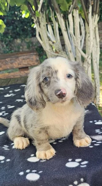 cuccioli di bassotto a pelo lungo in vendita | Foto 0