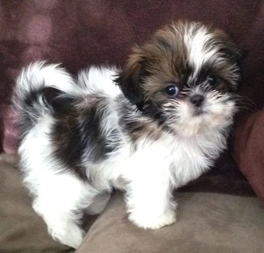 vi presentiamo i nostri adorabili cuccioli di shih tzu in cerca di una casa.