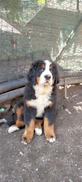 cucciolo di bovaro del bernese  | Foto 2