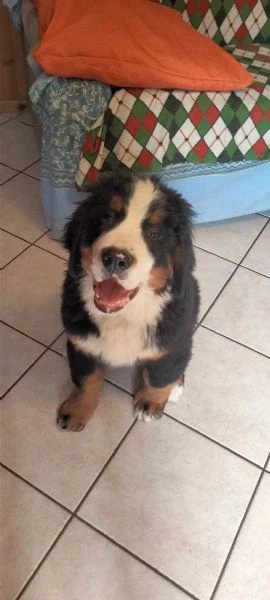 cucciolo di bovaro del bernese  | Foto 0