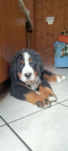 cucciolo di bovaro del bernese 