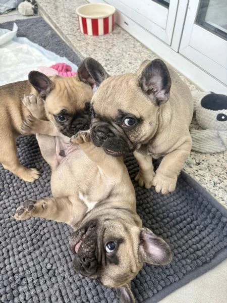 vendo tre cuccioli di bulldog francese nati in casa il 10 aprile  | Foto 2