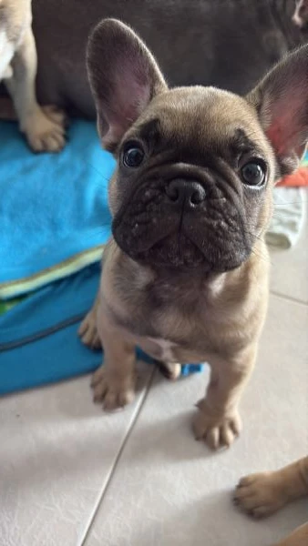 vendo tre cuccioli di bulldog francese nati in casa il 10 aprile  | Foto 1