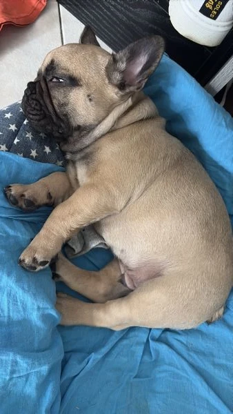 vendo tre cuccioli di bulldog francese nati in casa il 10 aprile  | Foto 0