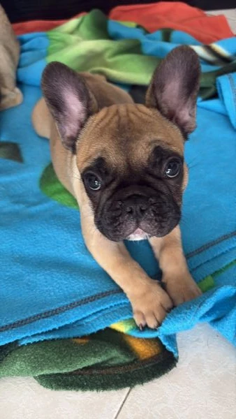 vendo tre cuccioli di bulldog francese nati in casa il 10 aprile 