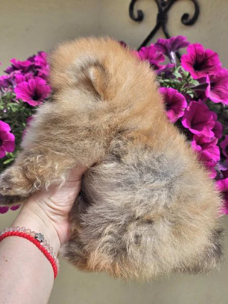 pomeranian boo tipo orsetto – cuccioli di spitz di pomerania | Foto 6