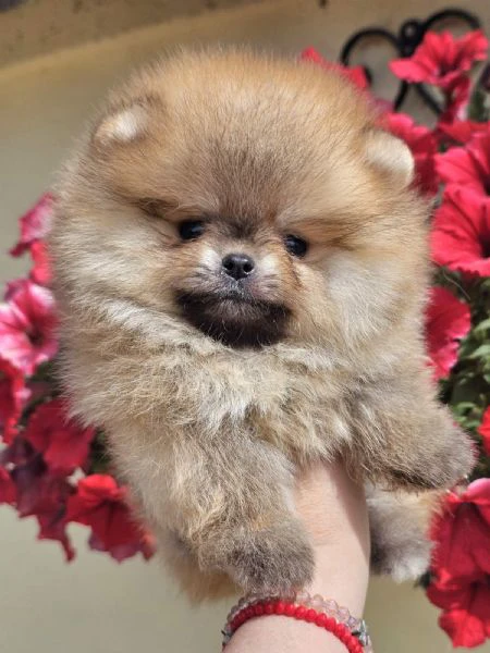 pomeranian boo tipo orsetto – cuccioli di spitz di pomerania | Foto 5