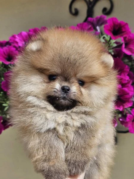 pomeranian boo tipo orsetto – cuccioli di spitz di pomerania | Foto 4