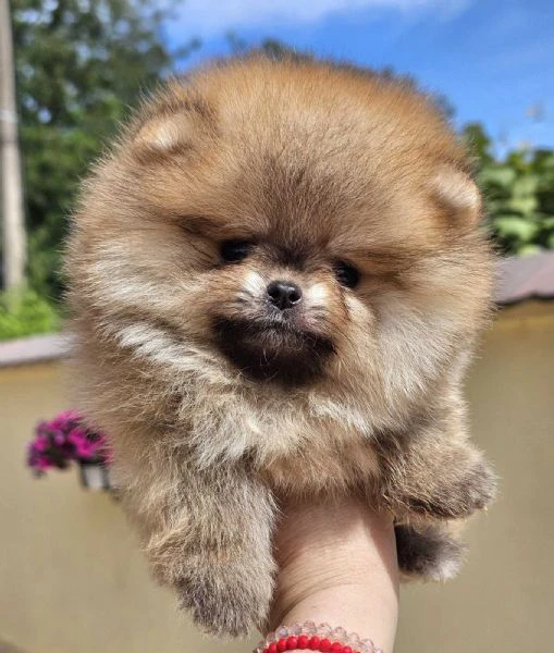 pomeranian boo tipo orsetto – cuccioli di spitz di pomerania | Foto 3