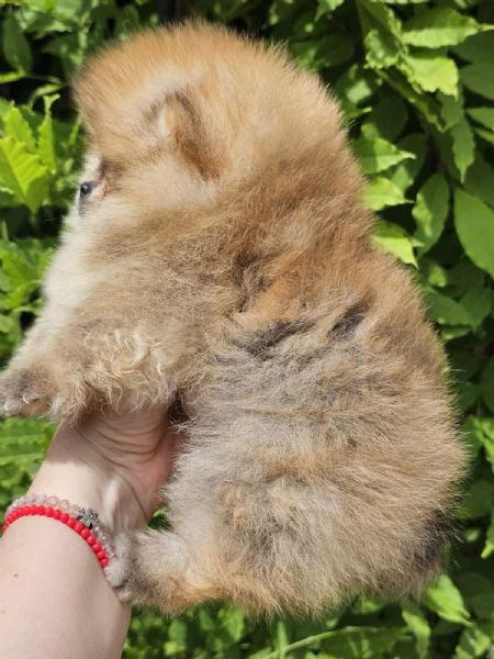 pomeranian boo tipo orsetto – cuccioli di spitz di pomerania | Foto 2