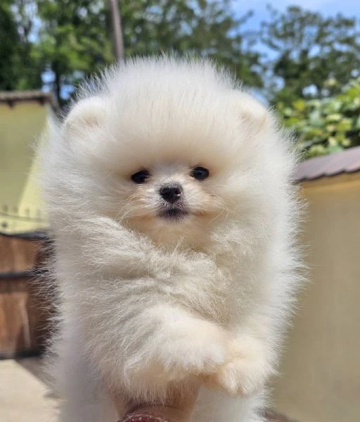 pomeranian boo tipo orsetto – cuccioli di spitz di pomerania | Foto 1