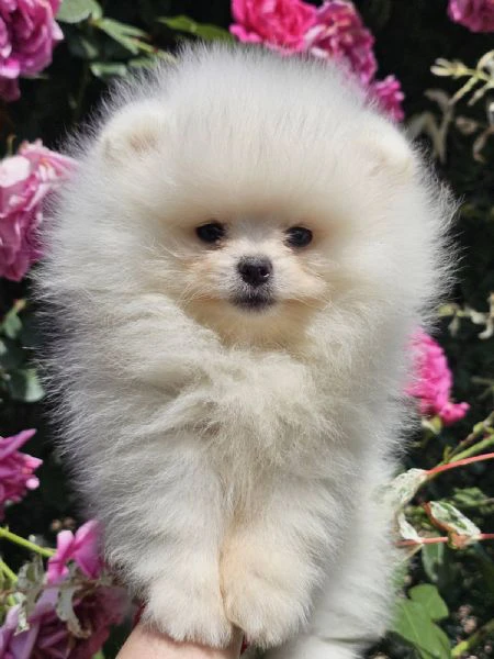 pomeranian boo tipo orsetto – cuccioli di spitz di pomerania | Foto 0