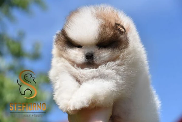 pomeranian boo – cuccioli | Foto 3