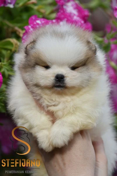 pomeranian boo – cuccioli | Foto 2