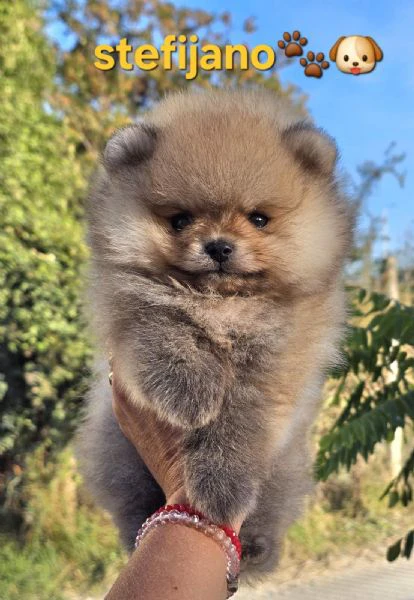 pomeranian boo – cuccioli | Foto 1