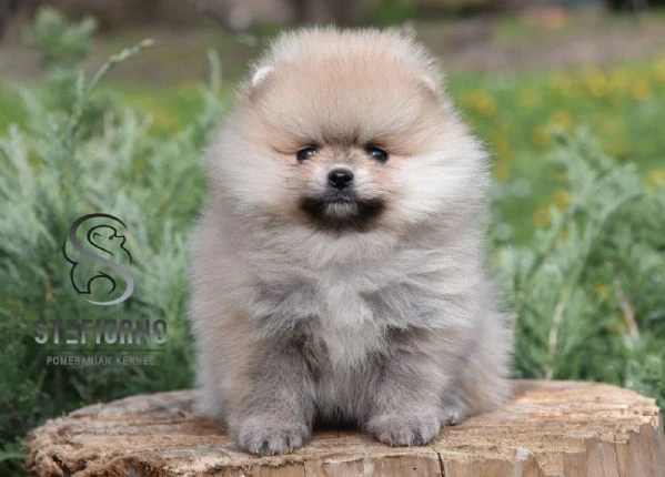 pomeranian boo – cuccioli | Foto 0