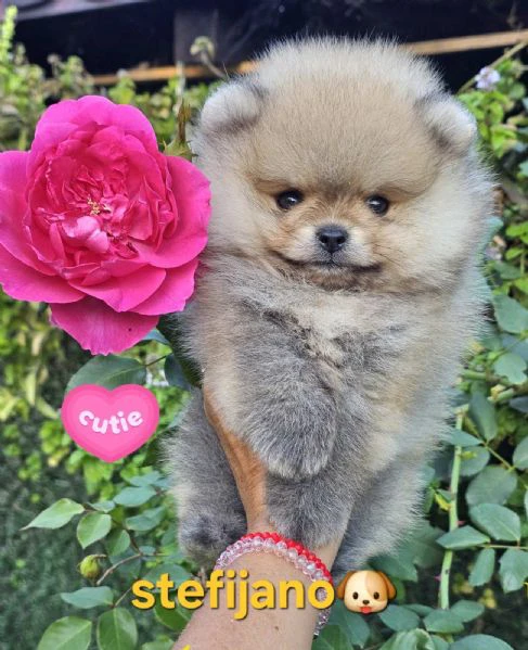 pomeranian boo – cuccioli
