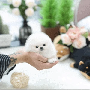 sani cuccioli di pomerania 