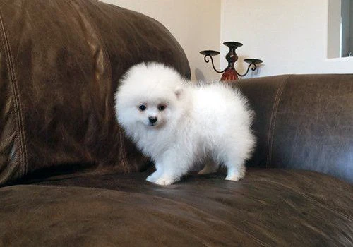 splendidi cuccioli di pomerania