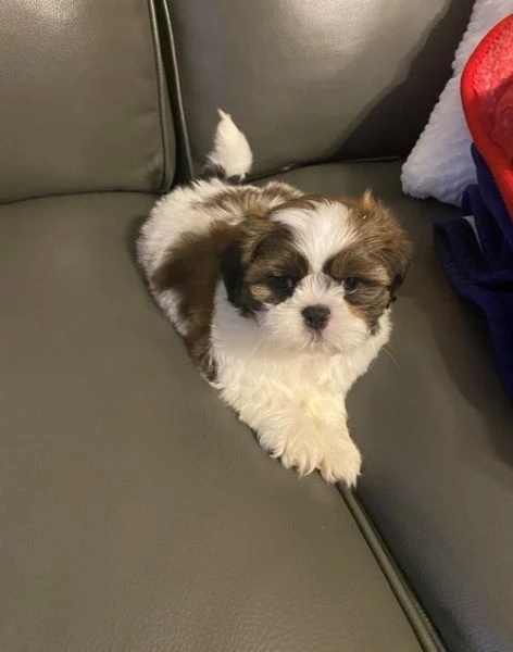 carinissimi cuccioli di shih tzu