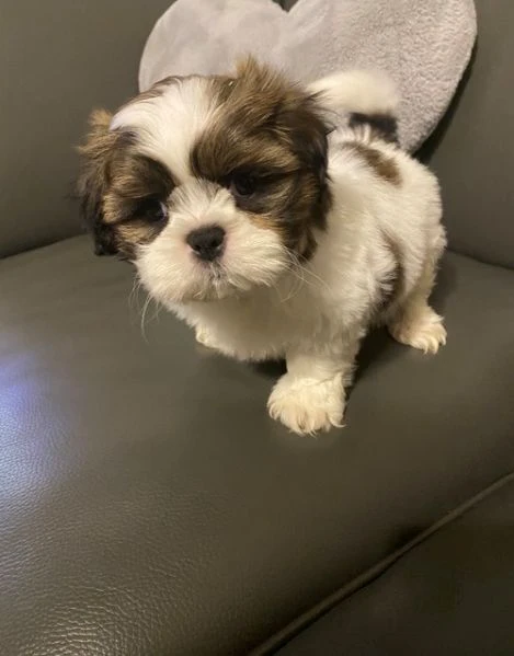 carinissimi cuccioli di shih tzu | Foto 0