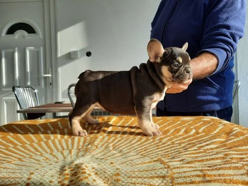 cuccioli di bulldog francese
