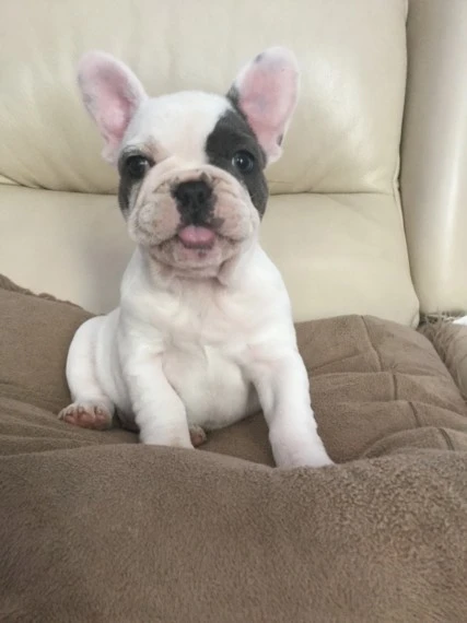 bellissimi cuccioli di bulldog francese. | Foto 0