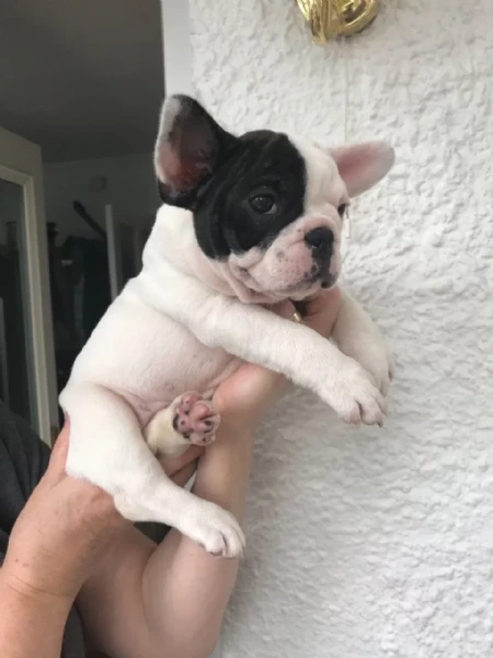 bellissimi cuccioli di bulldog francese.