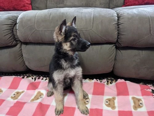 cuccioli di pastore tedesco per una casa perfetta. | Foto 0
