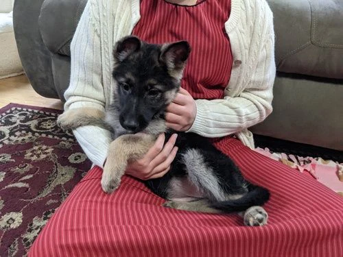 cuccioli di pastore tedesco per una casa perfetta.