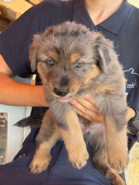 cedo cuccioli di pastore di oropa con pedigree, vaccinati,microcippati, sverminati.genitori visibili