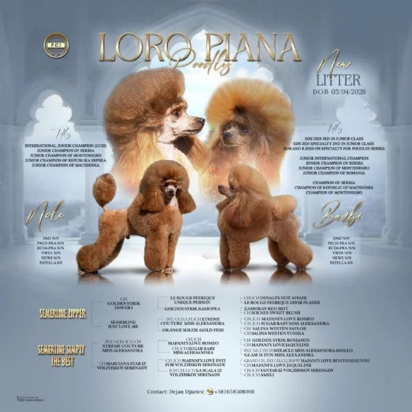 barboncino toy – bellissimi cuccioli | Foto 1