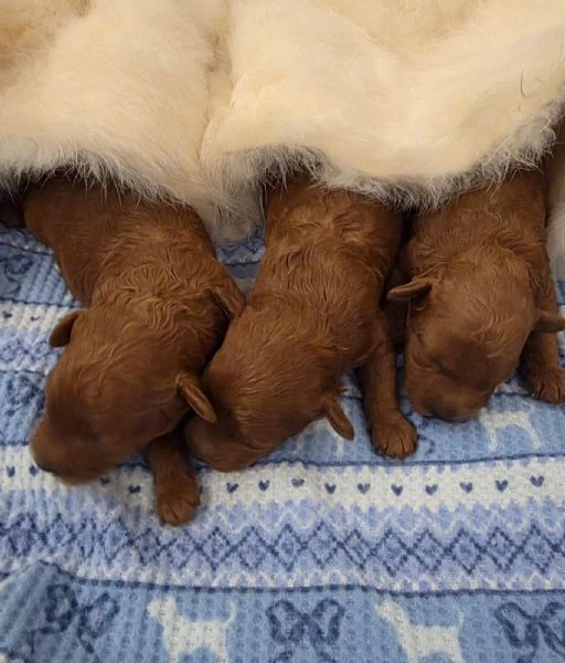 barboncino toy – bellissimi cuccioli | Foto 0