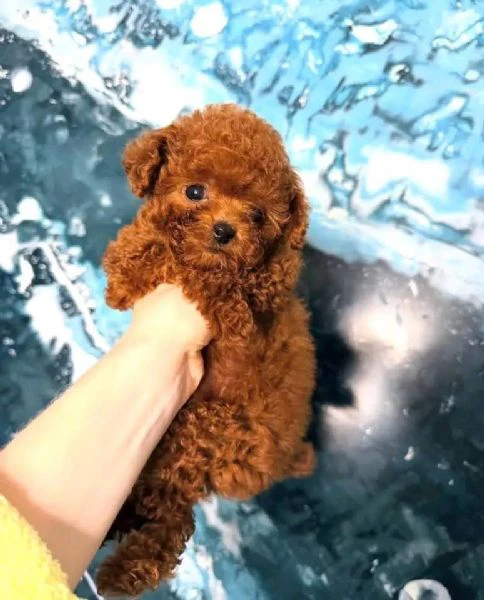 barboncini - barboncini toy