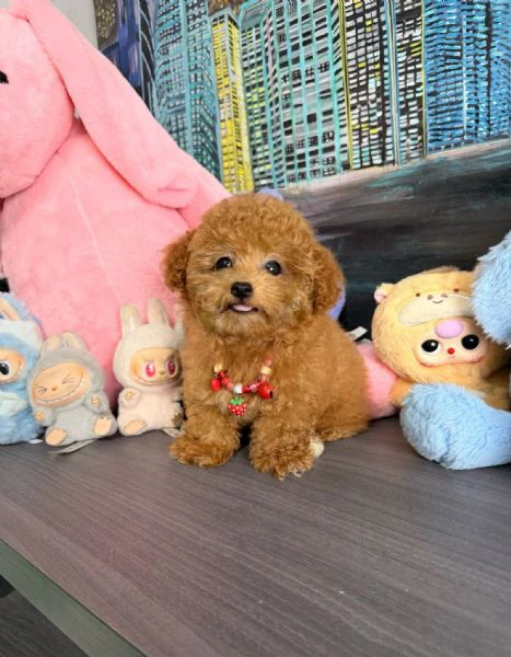 cuccioli di barboncino toy | Foto 0