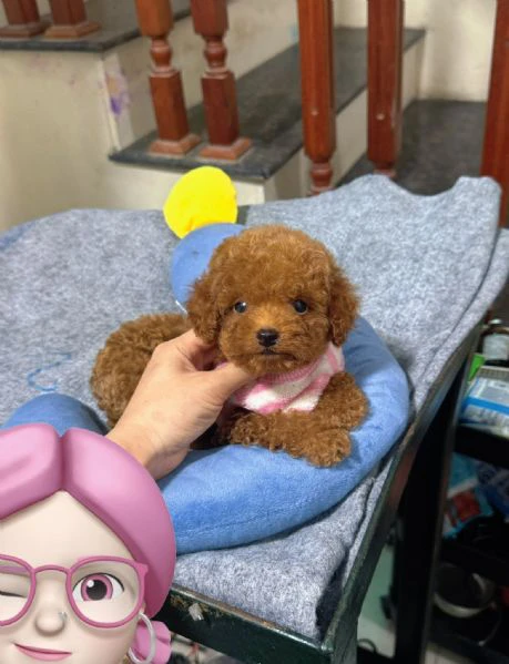 cuccioli di barboncino cercano casa piena d'amore! | Foto 0