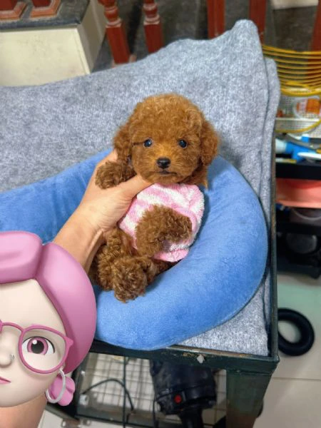 cuccioli di barboncino cercano casa piena d'amore!