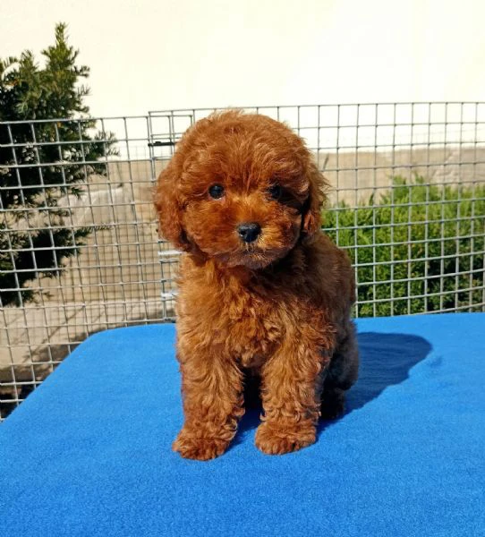 cuccioli di cane barboncino toy | Foto 0