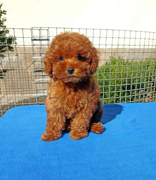 cuccioli di cane barboncino toy