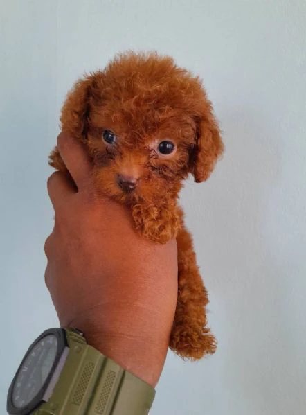 cuccioli di barboncino taglia toy | Foto 0