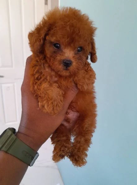 cuccioli di barboncino taglia toy