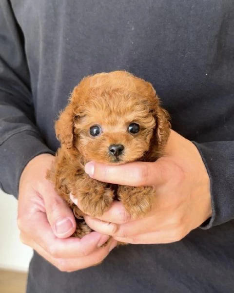 cuccioli di barboncini minitoy | Foto 0