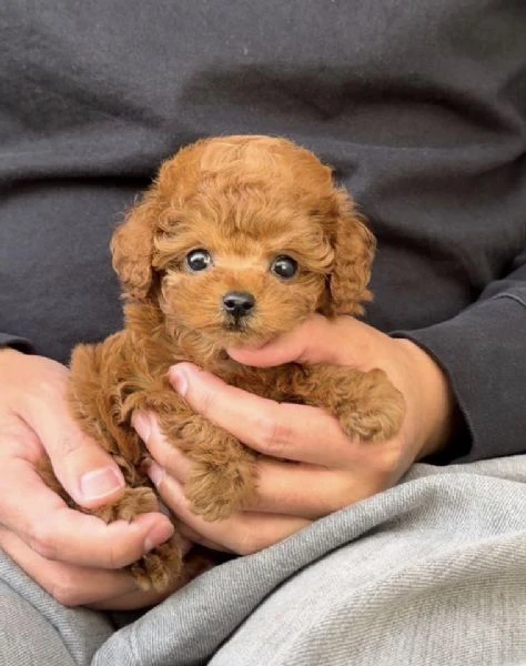 cuccioli di barboncini minitoy