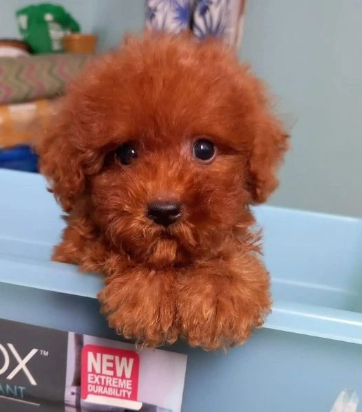 cuccioli di barboncini toy | Foto 0