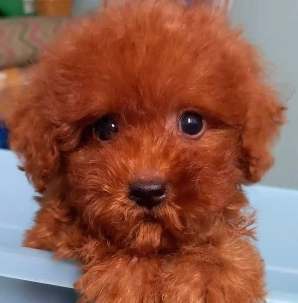 cuccioli di barboncini toy