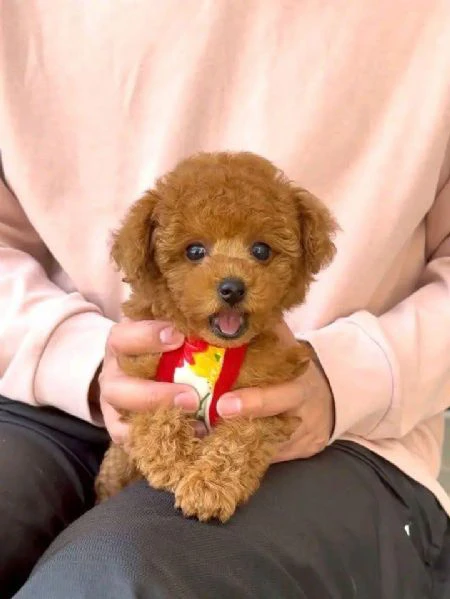 cuccioli di barboncini taglia piccola | Foto 0
