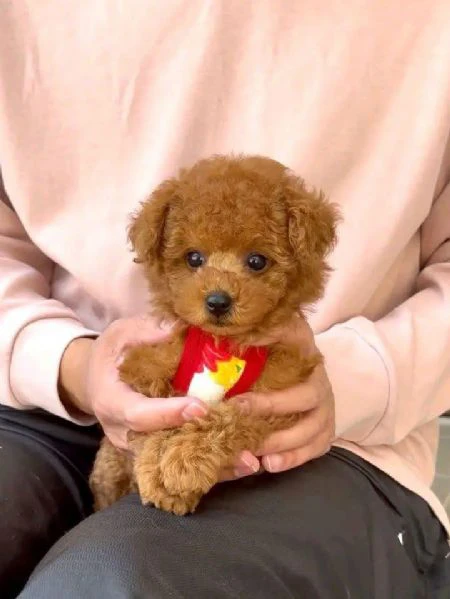 cuccioli di barboncini taglia piccola