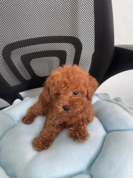 cuccioli di barboncino toy | Foto 0
